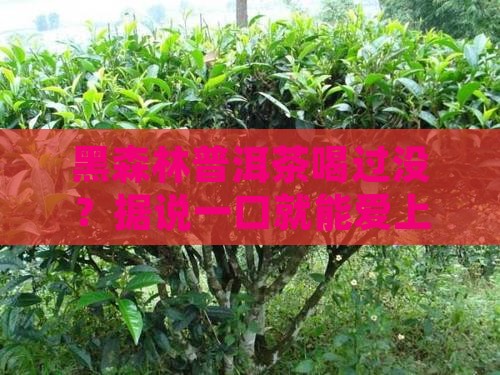 黑森林普洱茶好吗