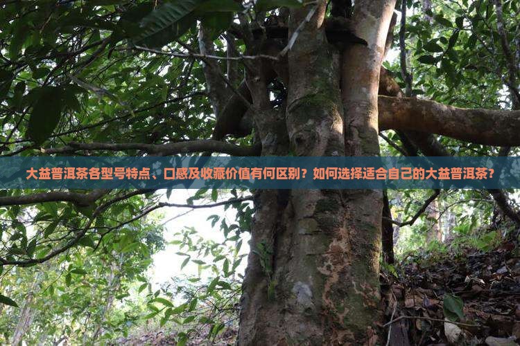 大益普洱茶型号区别