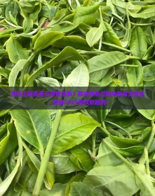 云南普洱茶是怎么喝的
