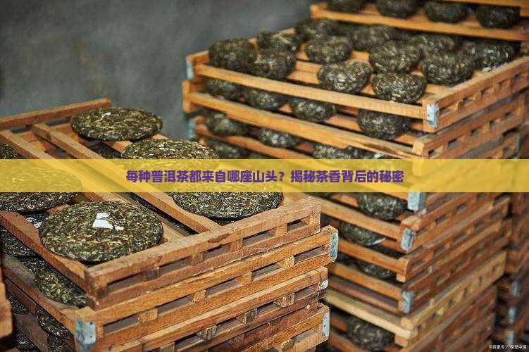 每种普洱茶都在什么山头