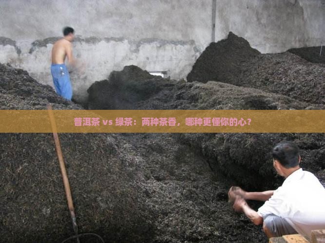 普洱茶和绿茶的比较