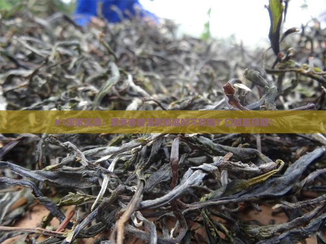 景秀春普洱茶好喝吗怎么样