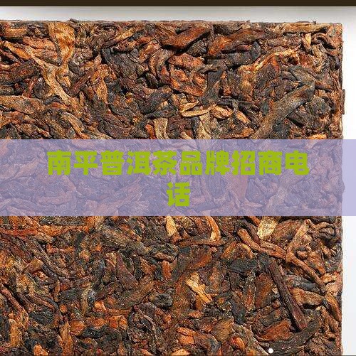 南平普洱茶品牌招商