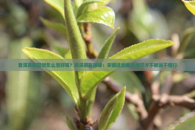 普洱茶团圆饼怎么泡好喝