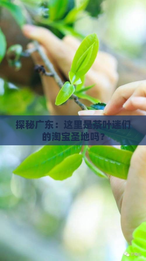 广东最大茶叶批发交易市场