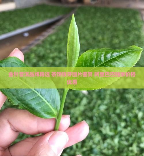 金针银芽普洱茶饼 金针银芽普洱茶饼