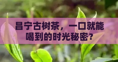 昌宁古树茶介绍