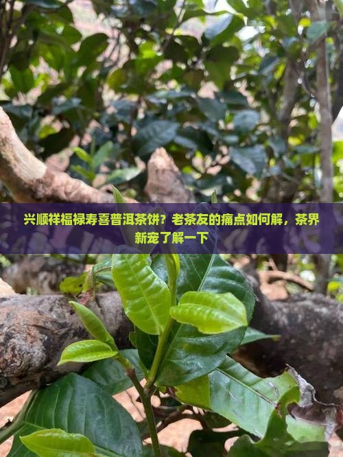 兴顺祥福禄寿喜普洱茶饼