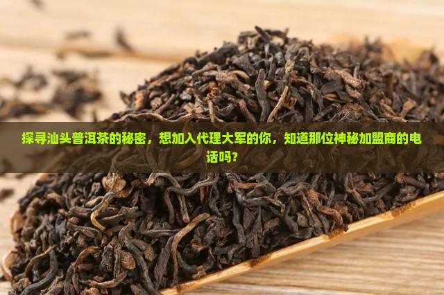 汕头普洱茶加盟代理商电话