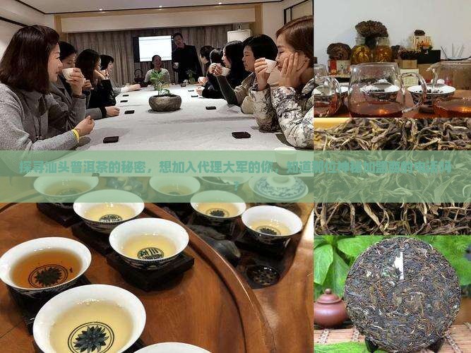 汕头普洱茶加盟代理商电话