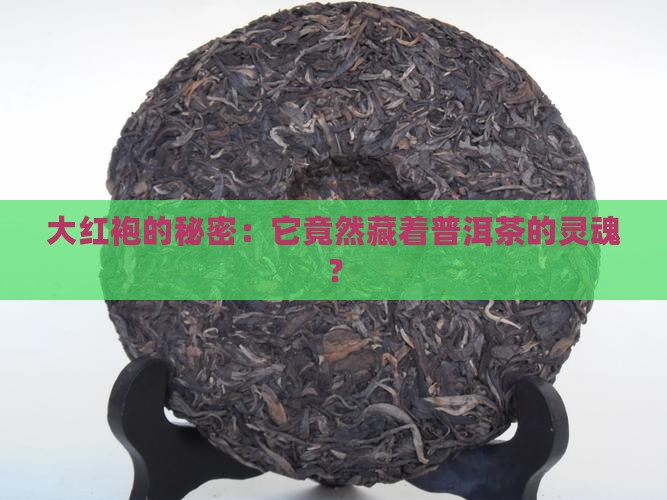 大红袍属于普洱茶