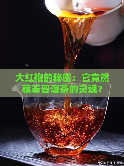 大红袍属于普洱茶