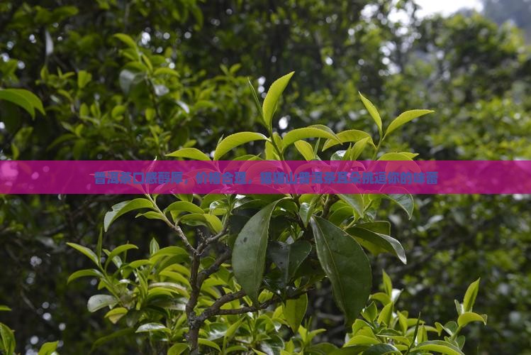 猫猫山普洱茶价格