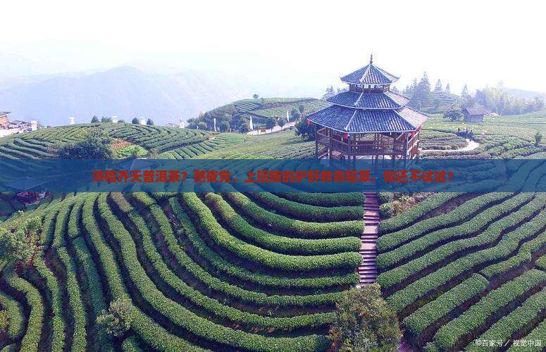 洪福齐天普洱茶