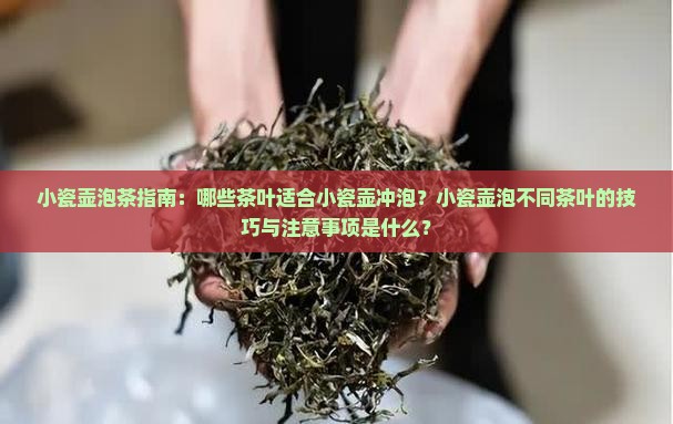 小瓷壶适合泡什么茶