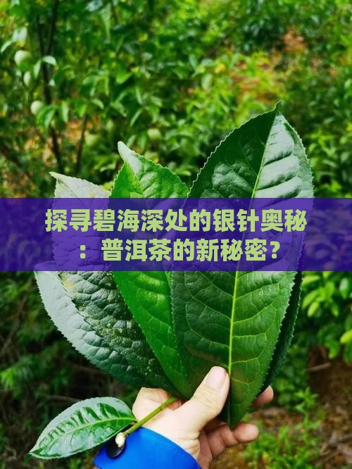 普洱茶碧海银针
