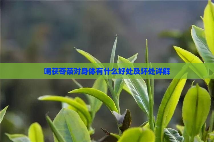 喝茯苓茶对身体有什么好处