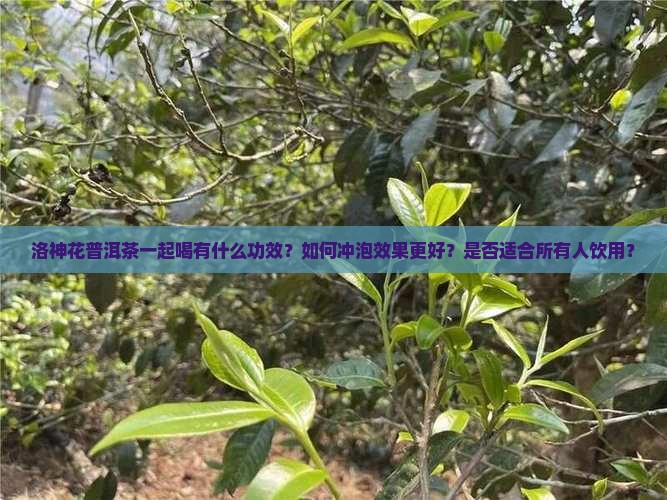 洛神花普洱茶一起喝