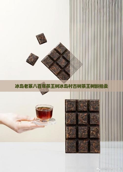 冰岛老寨八百年茶王树