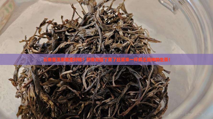 云南普洱茶哪里好喝