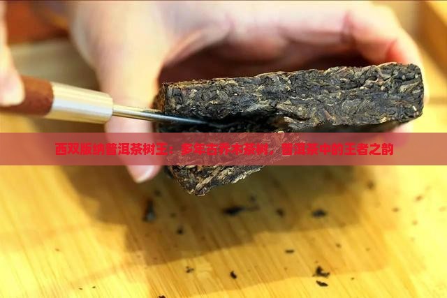 西双版纳普洱茶乔木王