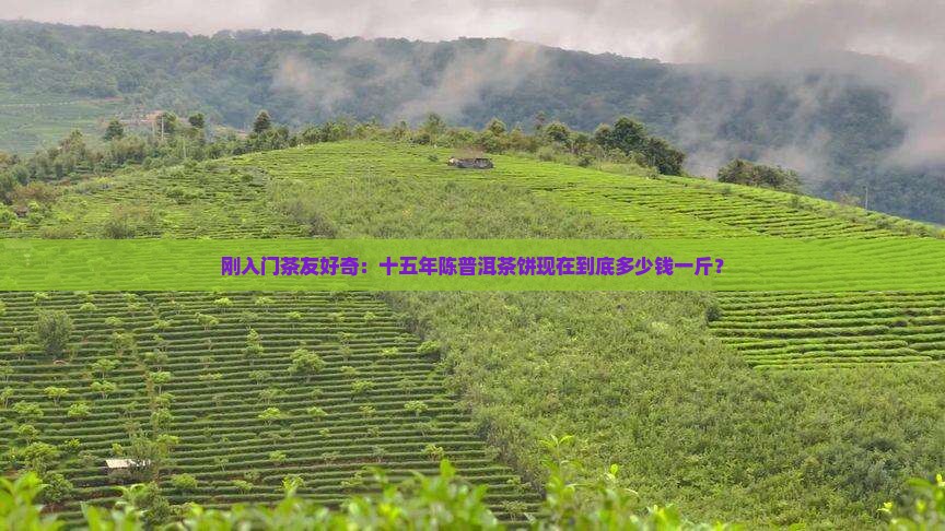 十五年普洱茶饼多少钱一斤 十五年普洱茶饼多少钱一斤