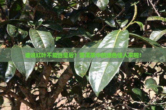 普洱茶红叶皇后