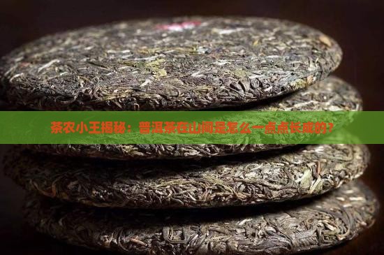 普洱茶如何生长