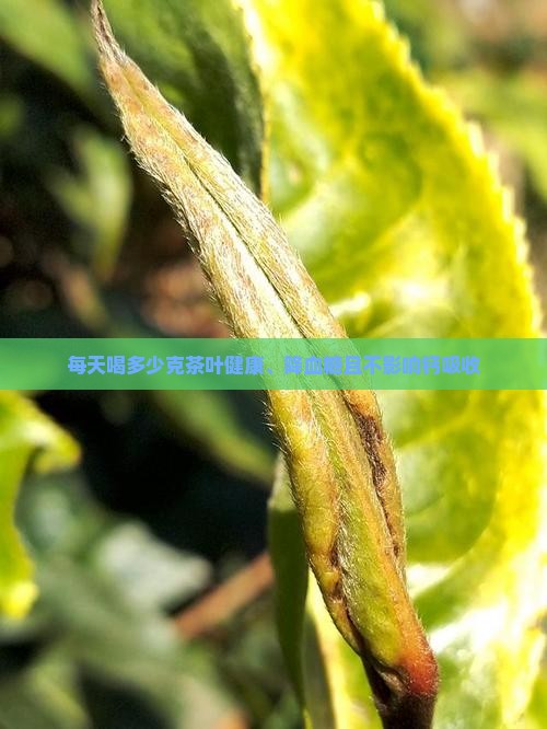每天喝多少克茶叶