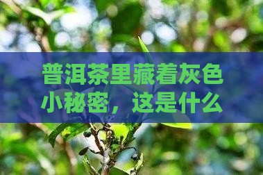 普洱茶打开后有灰色的东西