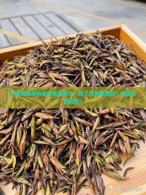 今年普洱茶拍卖价格