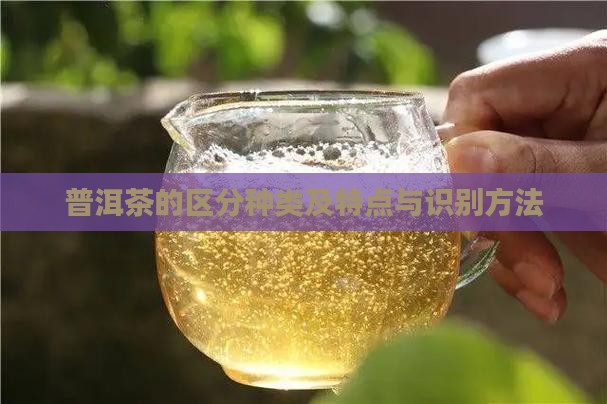 普洱茶的区分种类