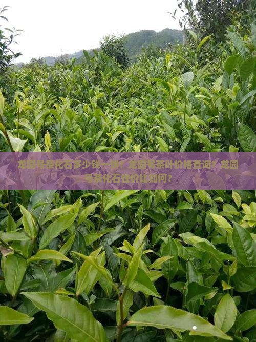 龙园号茶叶龙园号茶化石价格查询