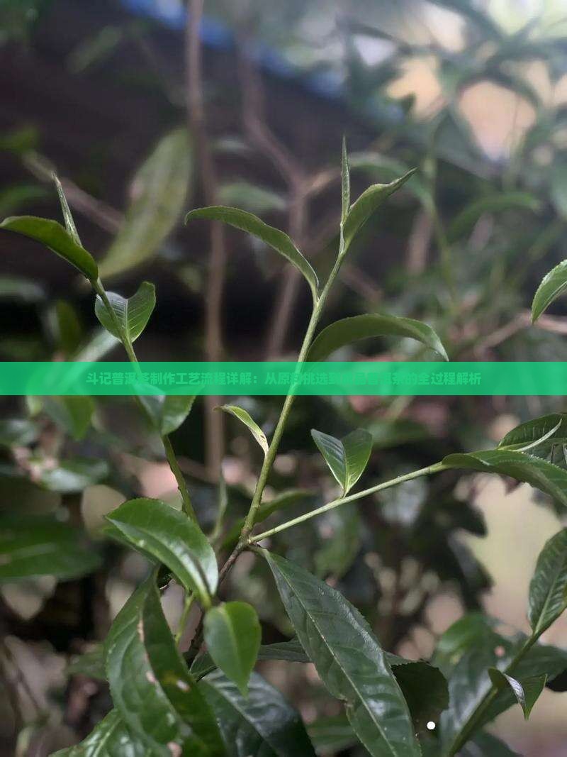 斗记普洱茶工艺流程