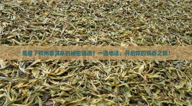 钦州普洱茶渠道招商部电话