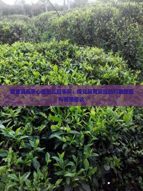 喝普洱茶恶心是怎么回事啊