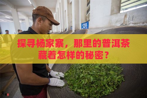 杨家寨普洱茶属于哪个茶区