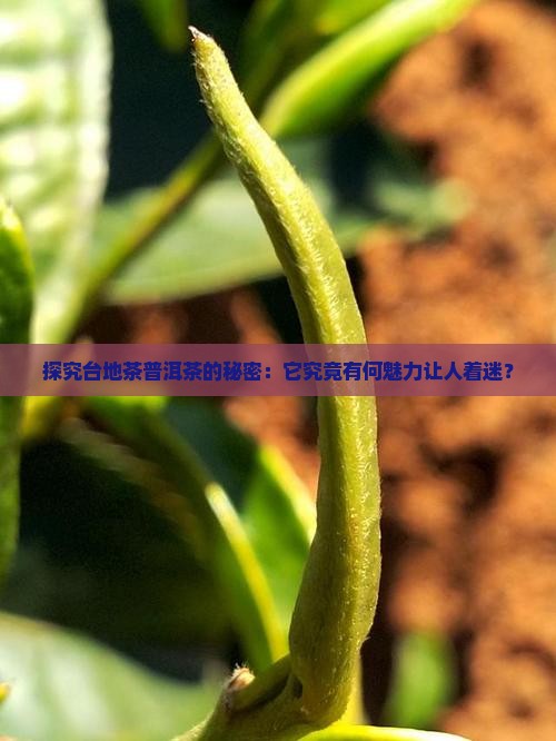 台地茶普洱茶什么意思