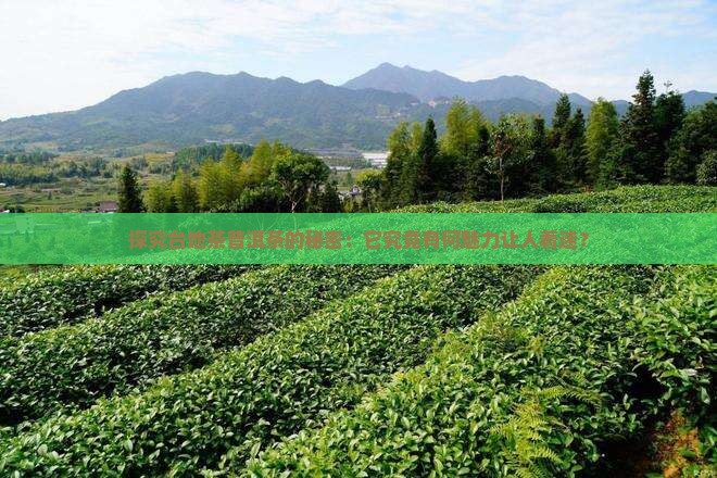 台地茶普洱茶什么意思