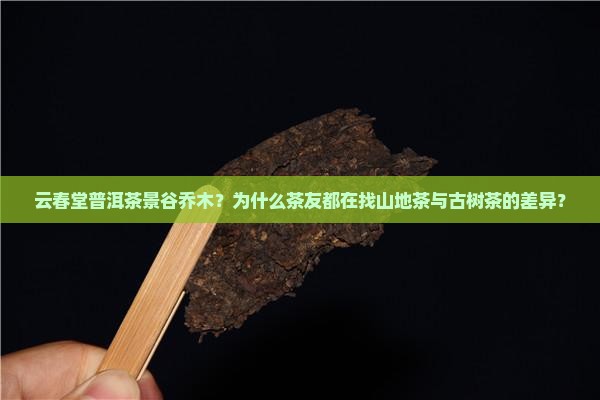 云春堂普洱茶景谷乔木