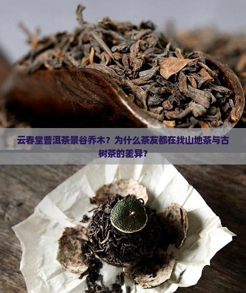 云春堂普洱茶景谷乔木