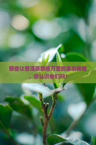 为普洱茶做出贡献的人有哪些