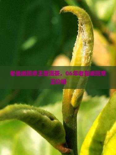 老曼峨班章王普洱茶