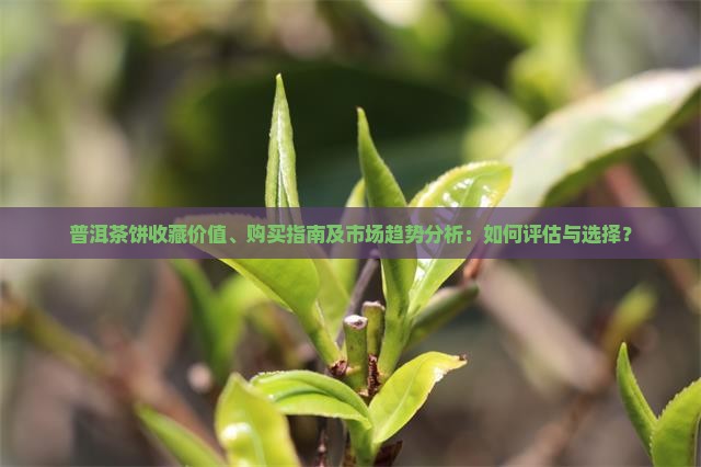普洱茶饼购买藏价值如何