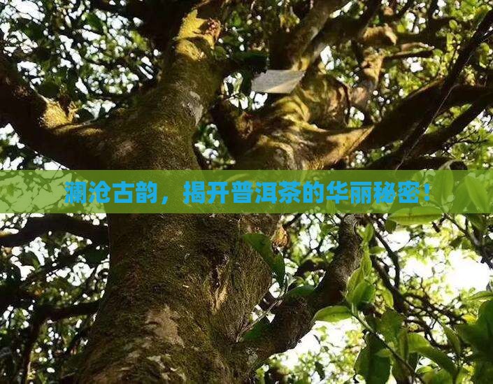 澜沧蕴华普洱茶