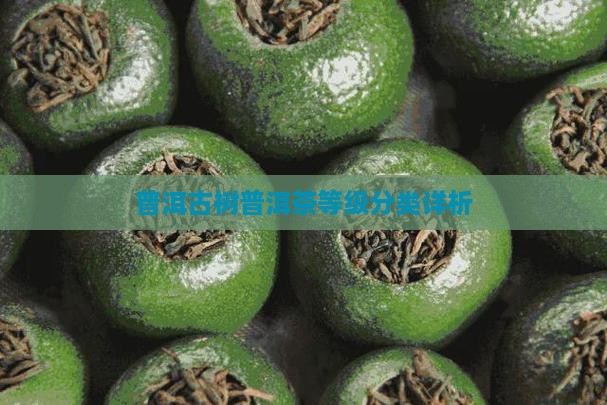 普洱茶古树等级分类