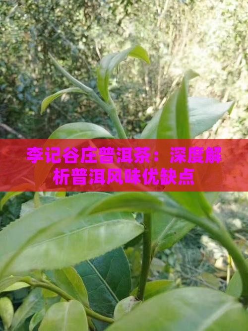 李记谷庄普洱茶优缺点