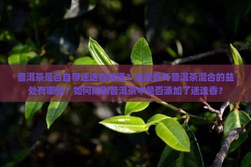 普洱茶自带迷迭香吗