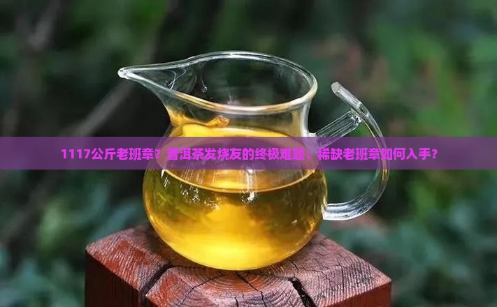 1117公斤老班章