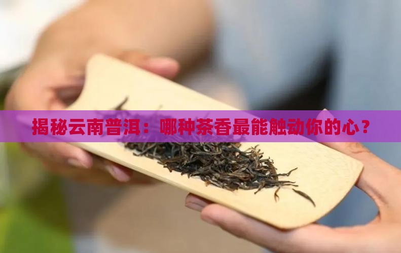 云南普洱茶主要种类